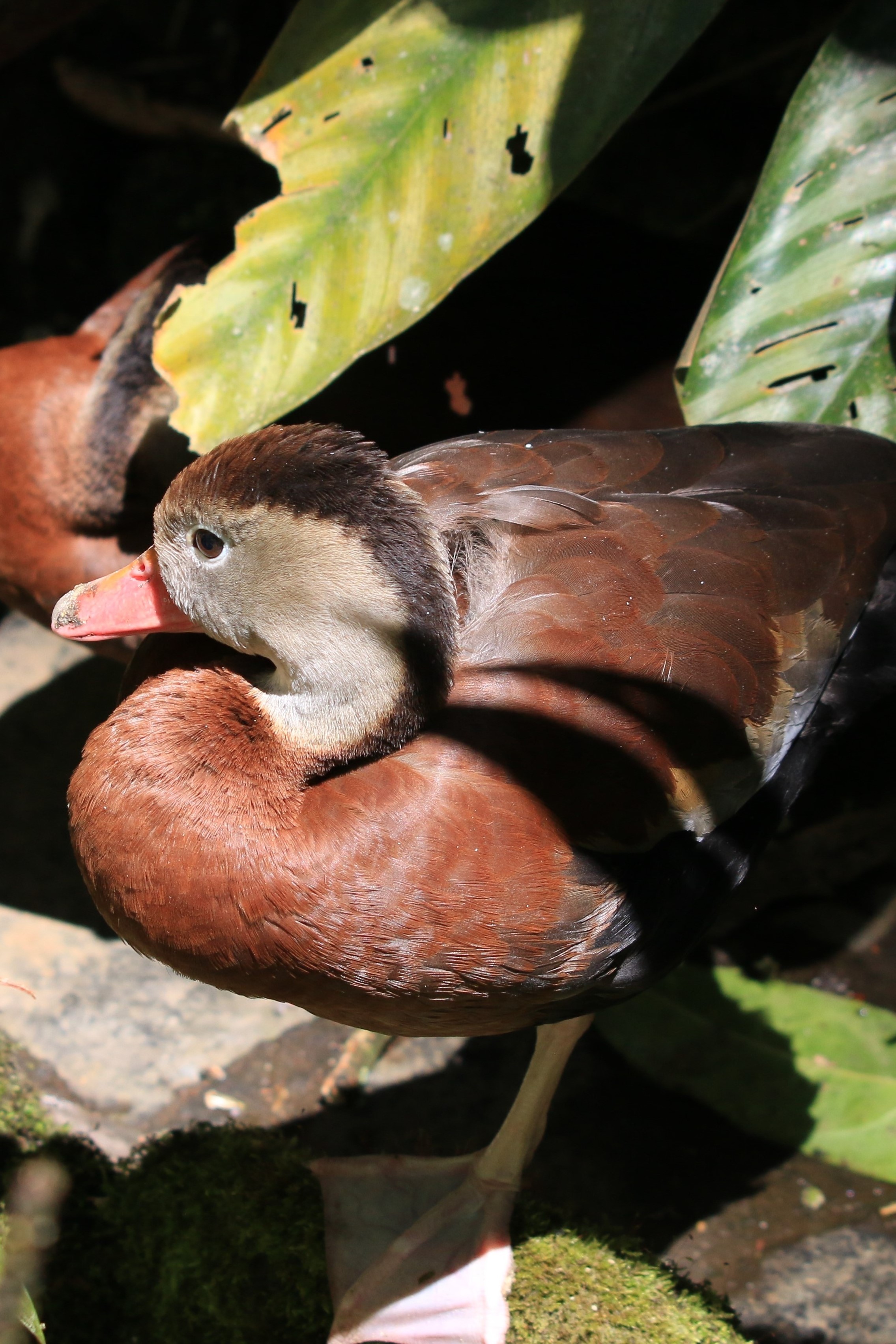 Costa Rica